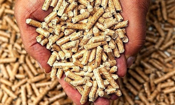 photo of hand holding wood pellets