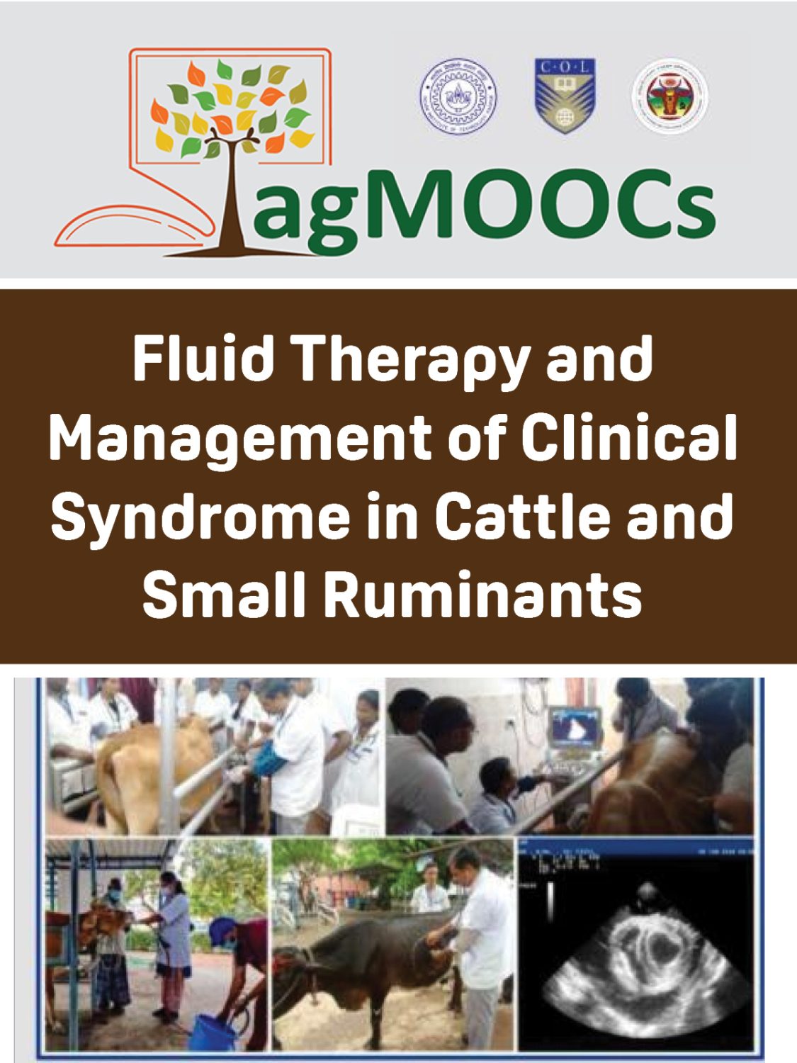 Cover image for Fluid Therapy and Management of Clinical Syndrome in Cattle and Small Ruminants