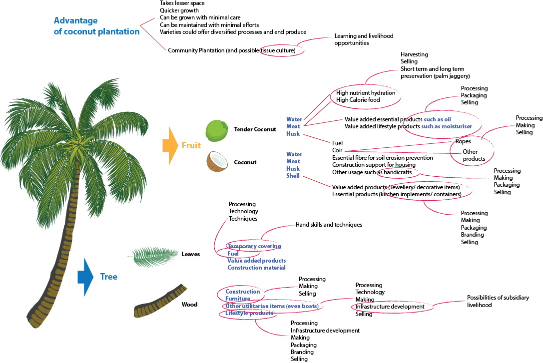 infographic showing the uses of a coconut tree