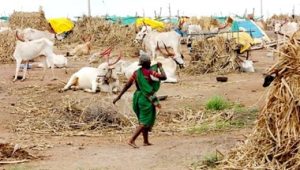 photo of women in cattle camp