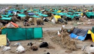 photo of tents in cattle camp