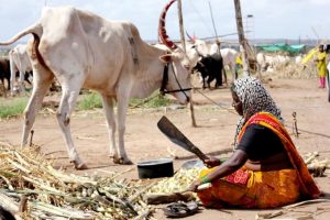 photo of woman at cattle camp