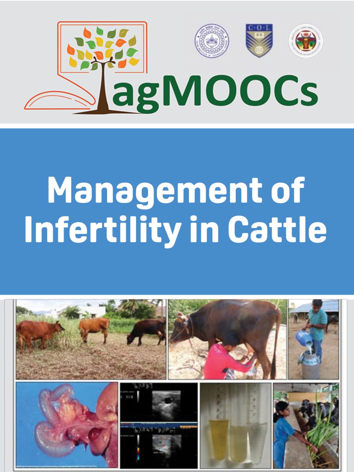 Cover image for Management of Infertility in Cattle