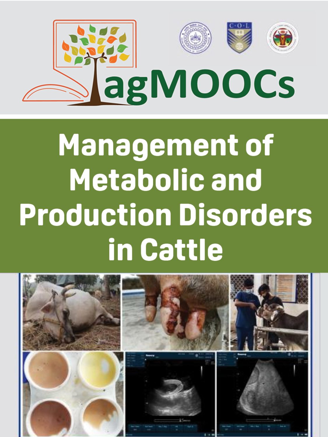 Cover image for Management of Metabolic and Production Disorders in Cattle